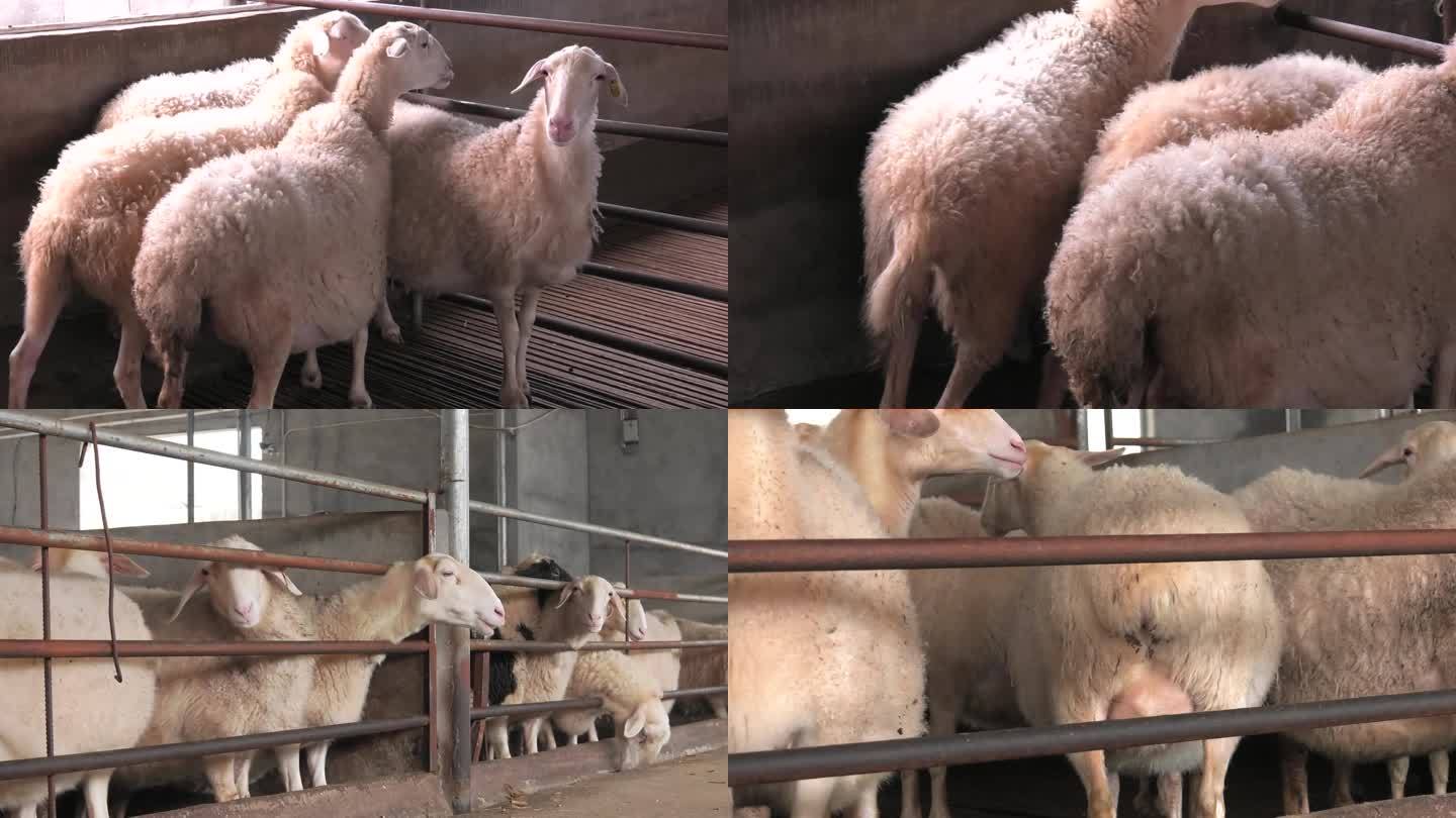 羊群 湖羊 种母羊 待产母羊群 外貌特征