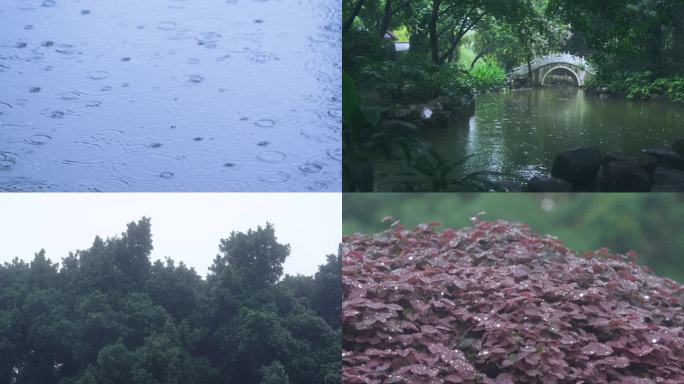 下雨中雨植物公园水花雨滴雨季