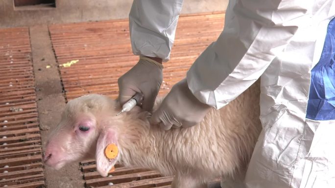 羊舍 湖羊 兽医 羔羊打针 注射疫苗