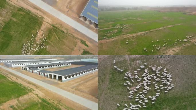 畜牧养殖业、奶羊繁育基地