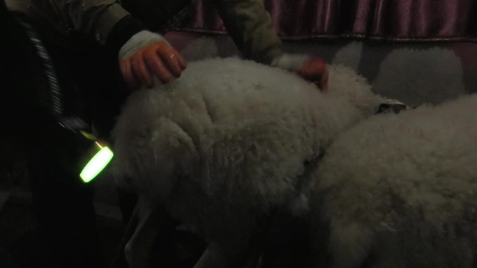 湖羊 种母羊 人工受精