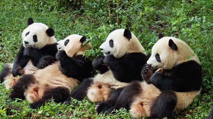 饲养员用竹竿给大熊猫喂食，俗称“钓猫”
