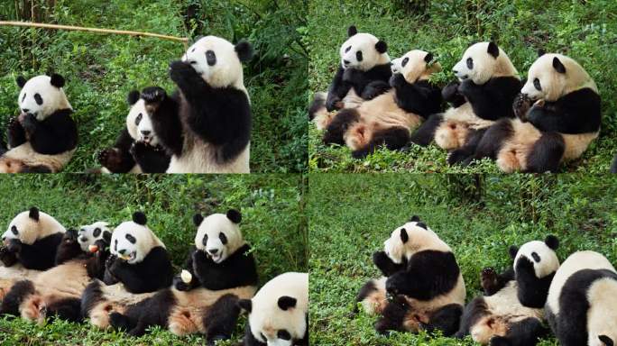 饲养员用竹竿给大熊猫喂食，俗称“钓猫”
