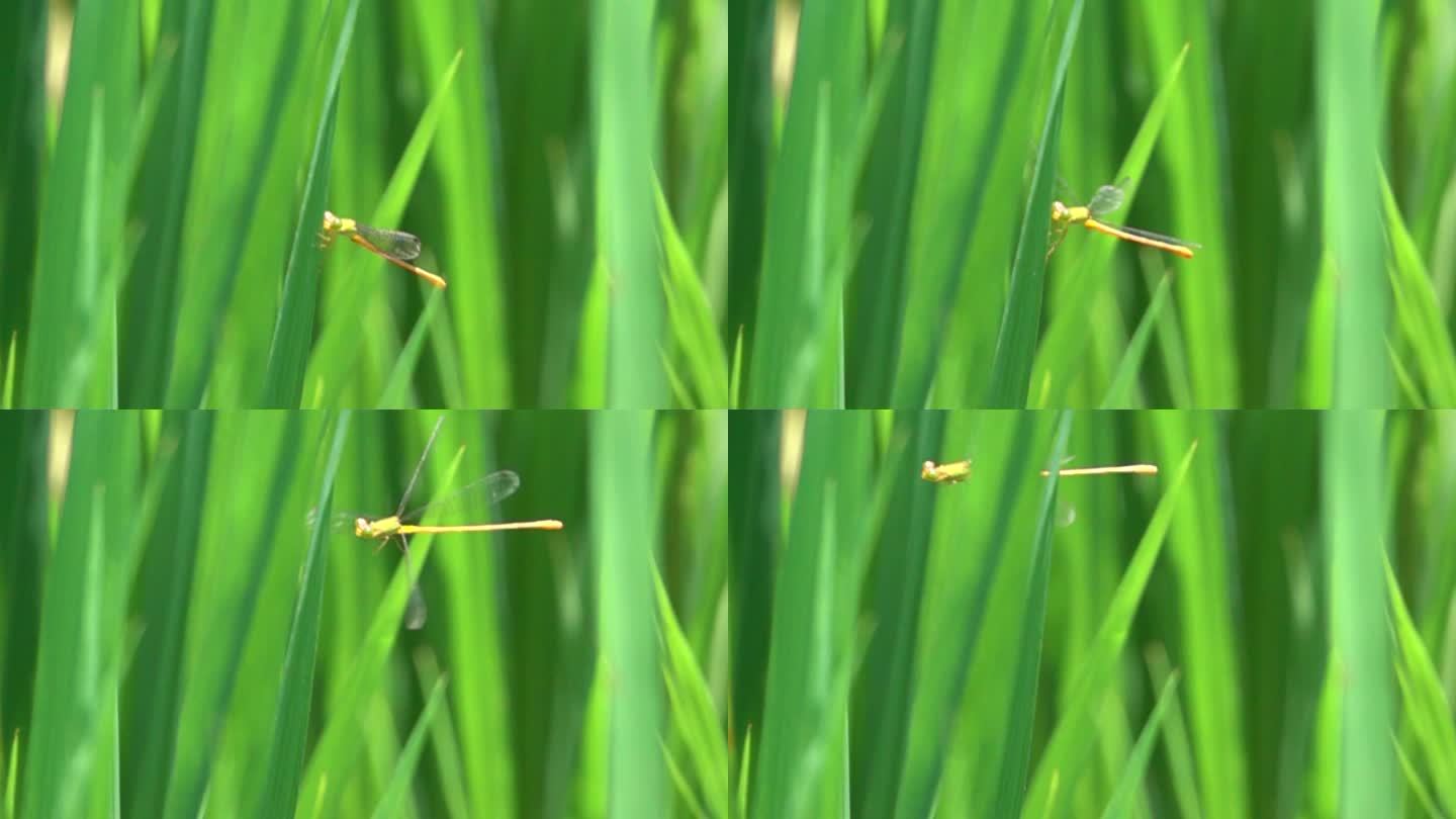 野外田地稻穗中小蜻蜓清晰慢镜头1