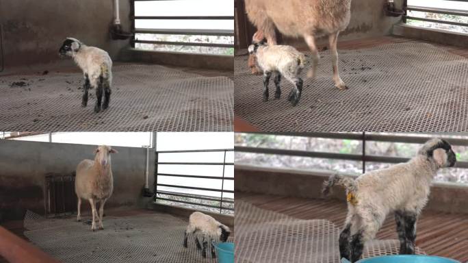 湖羊 母羊与羔羊 羔羊吃奶 羔羊拉稀