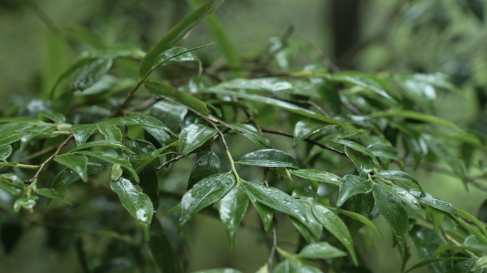 雨林徒步登山户外溯溪4k