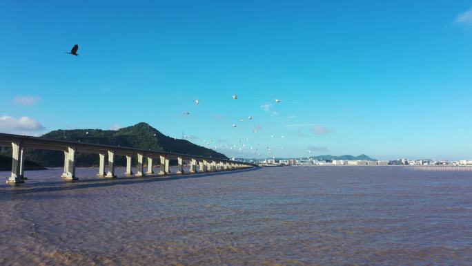 飞鸟鸟群中国风光 天空 大海飞鸟