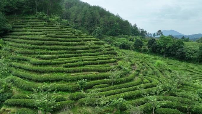 航拍福建南平市武夷山景区茶