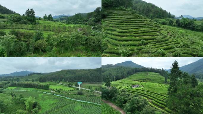 航拍福建南平市武夷山景区茶