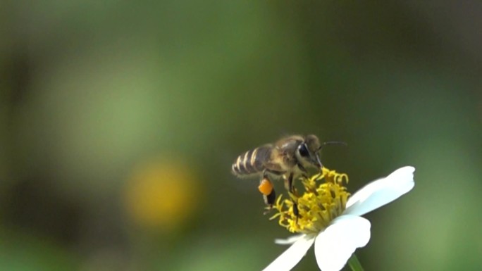 大野蜂采集花粉过重艰难扇动翅膀飞离野花