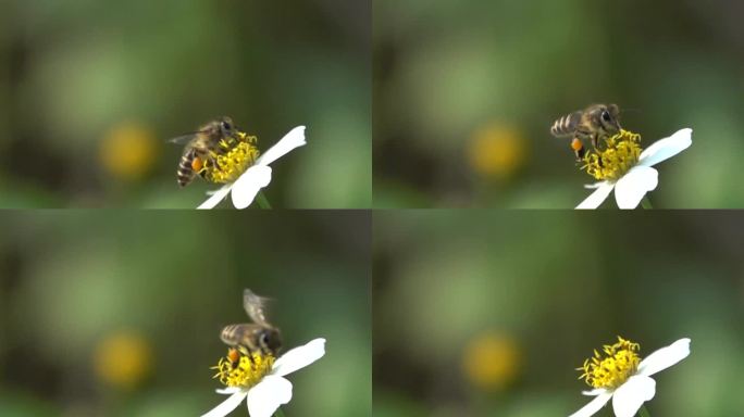 大野蜂采集花粉过重艰难扇动翅膀飞离野花