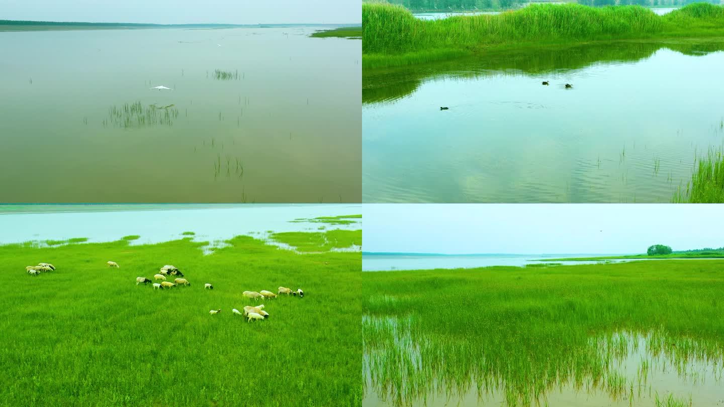 河岸 湿地 白鹭 飞鸟 羊群 青草 旷野