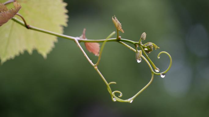 4K雨中的植物特写