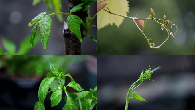 4K雨中的植物特写