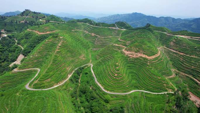 茶园基地航拍 高山茶园