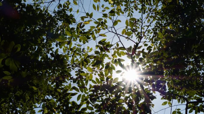 夏天阳光光斑星芒绿色植物树木美好时光