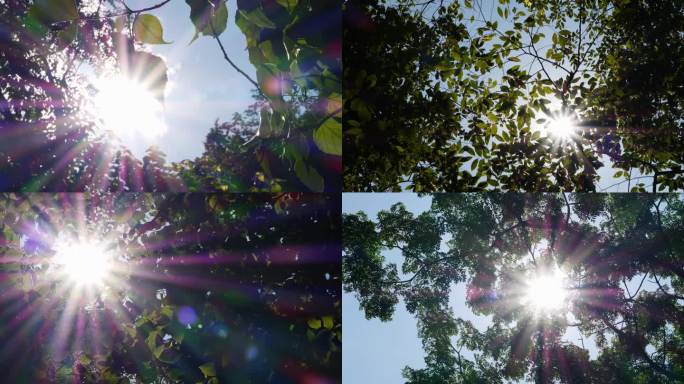 夏天阳光光斑星芒绿色植物树木美好时光