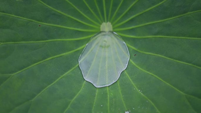 雨天荷花荷叶荷塘视频高清素材