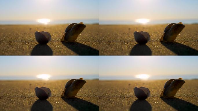 4K-沙滩上的贝壳1