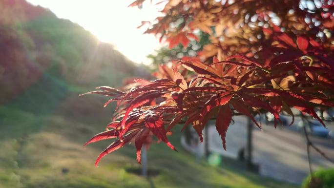 公园红枫树早晨阳光唯美