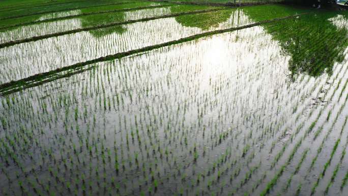 航拍水稻幼苗 阳光下的农田水稻 水稻