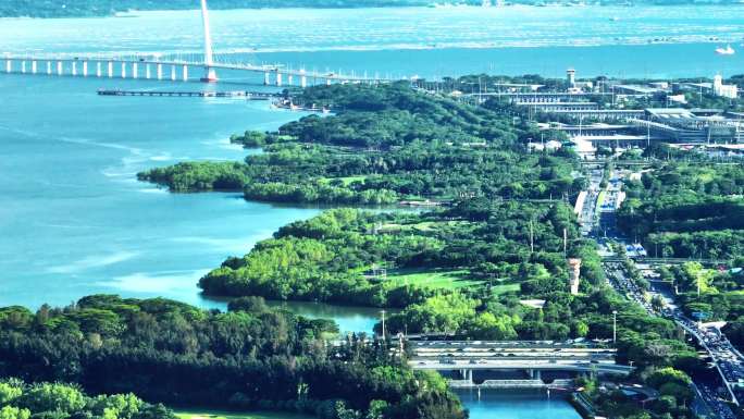 航拍绿色深圳湾公园大桥