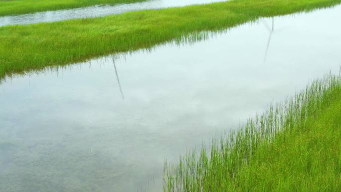 河岸、湿地、青草