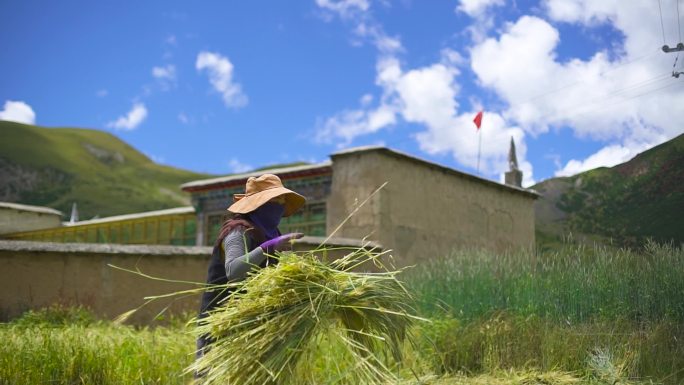 割草 割青稞 割绿青稞 秸秆