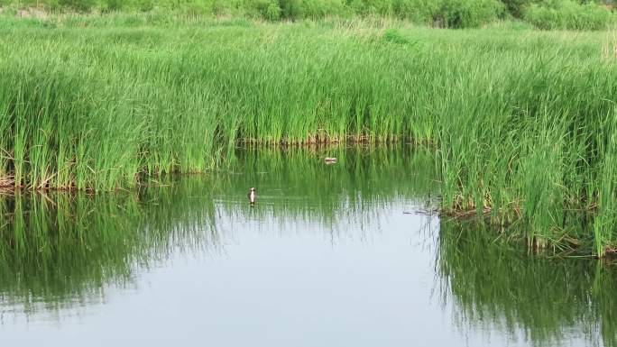 夏日郊外湿地水鸟