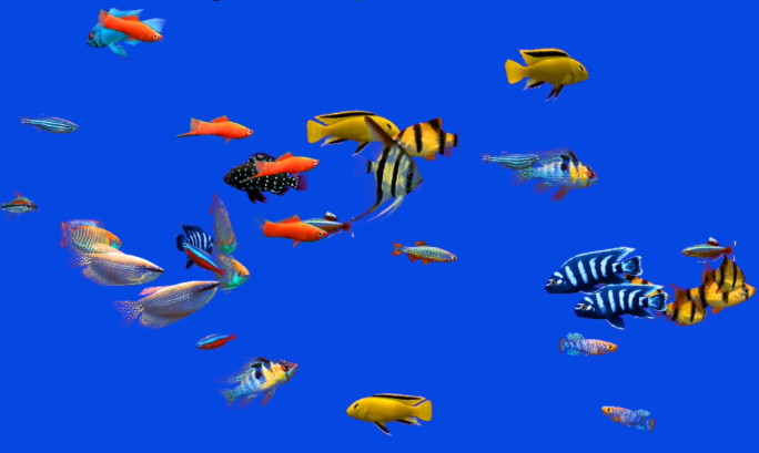 热带鱼海鱼海底世界自带透明通道