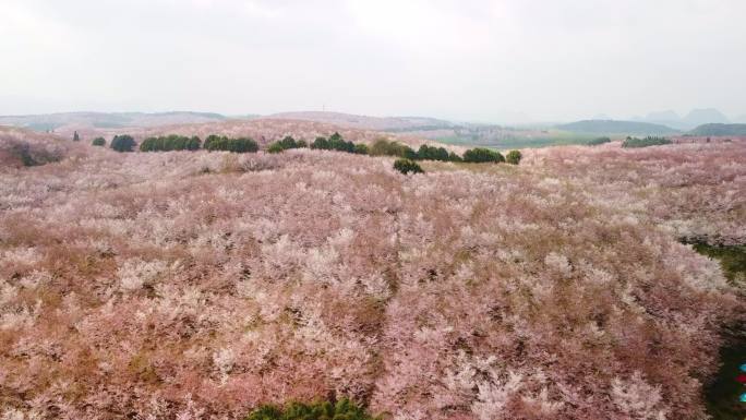 平坝万亩樱花园