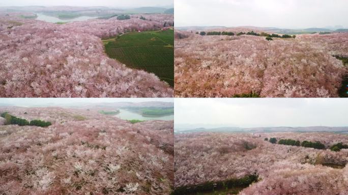 平坝万亩樱花园