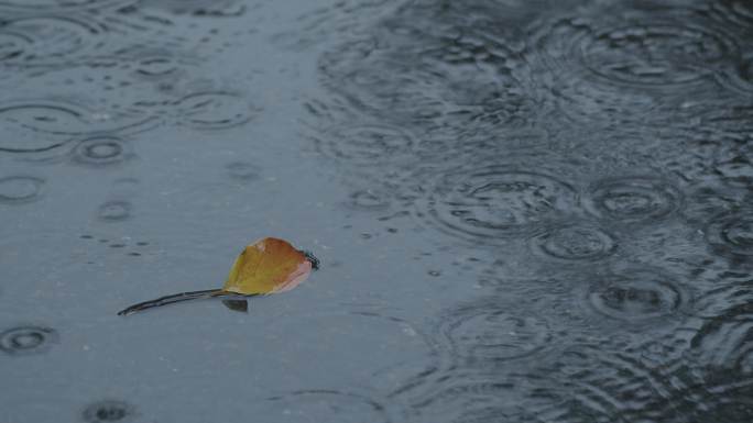 6K雨中地面落叶雨滴04【50p】