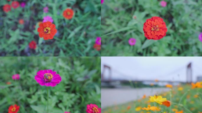 鲜艳野花合集4k升格拍摄