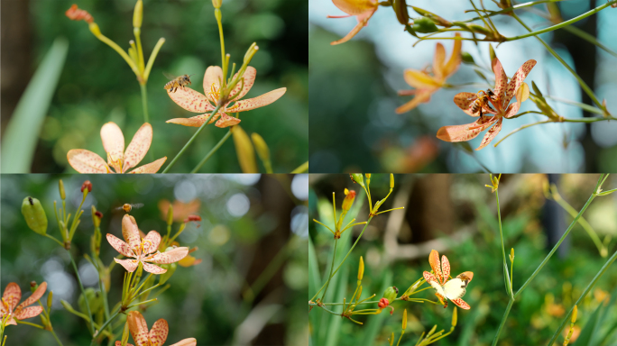 蜜蜂采蜜授粉