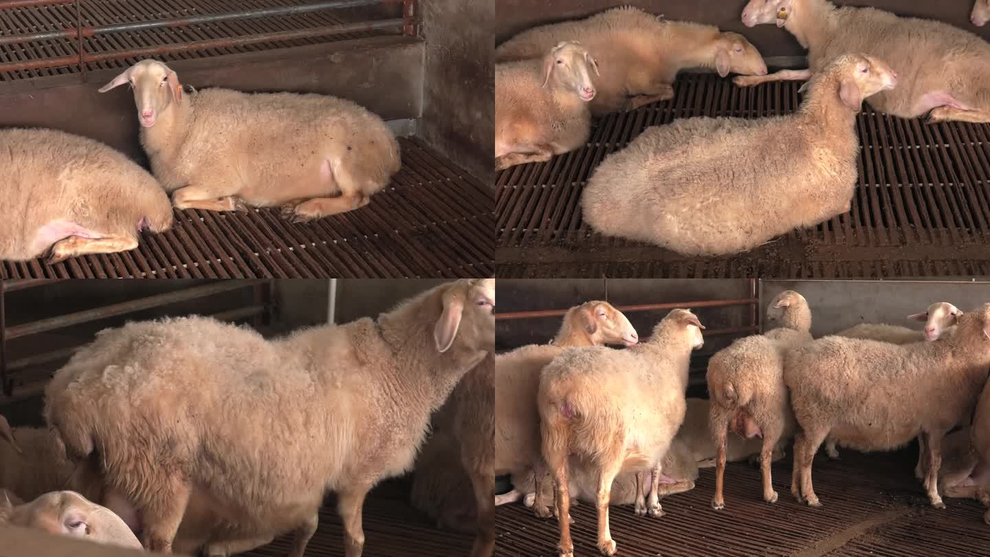 湖羊群 妊娠后期母羊 待产母羊 外貌特征