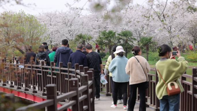 游客赏樱花