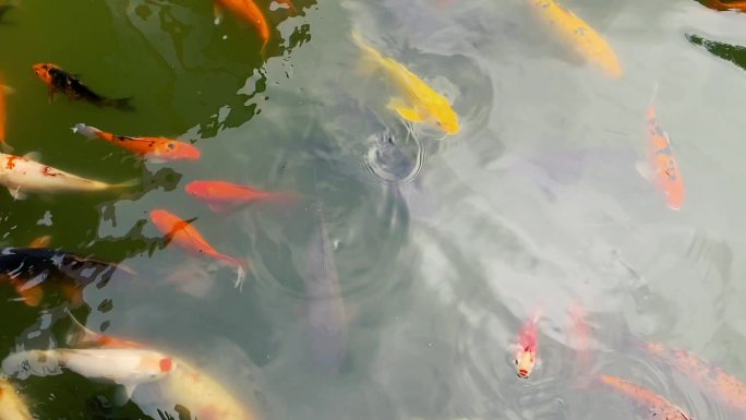 成都动物园公园锦鲤观赏鱼视频素材
