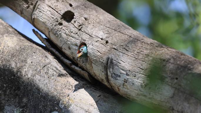 从树洞中探出头的拟啄木鸟幼鸟