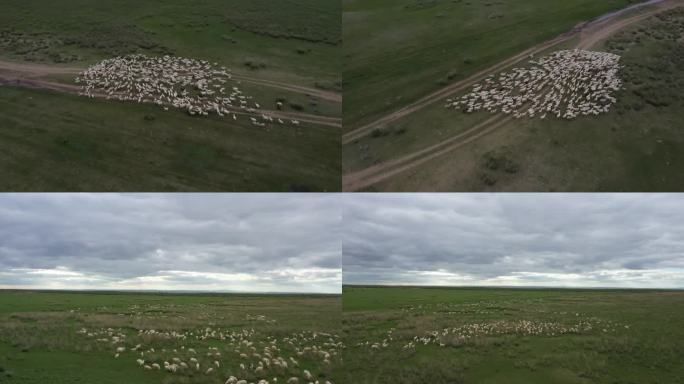多角度航拍草原羊群