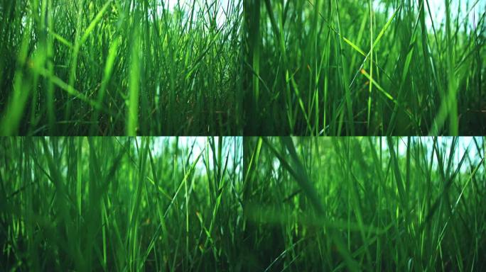 草丛-草地-绿色植物特写