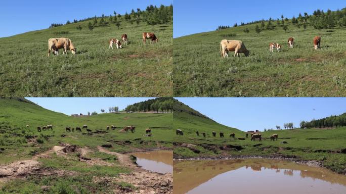 牛4 山坡上吃草 水潭 大牛和小牛 牛犊