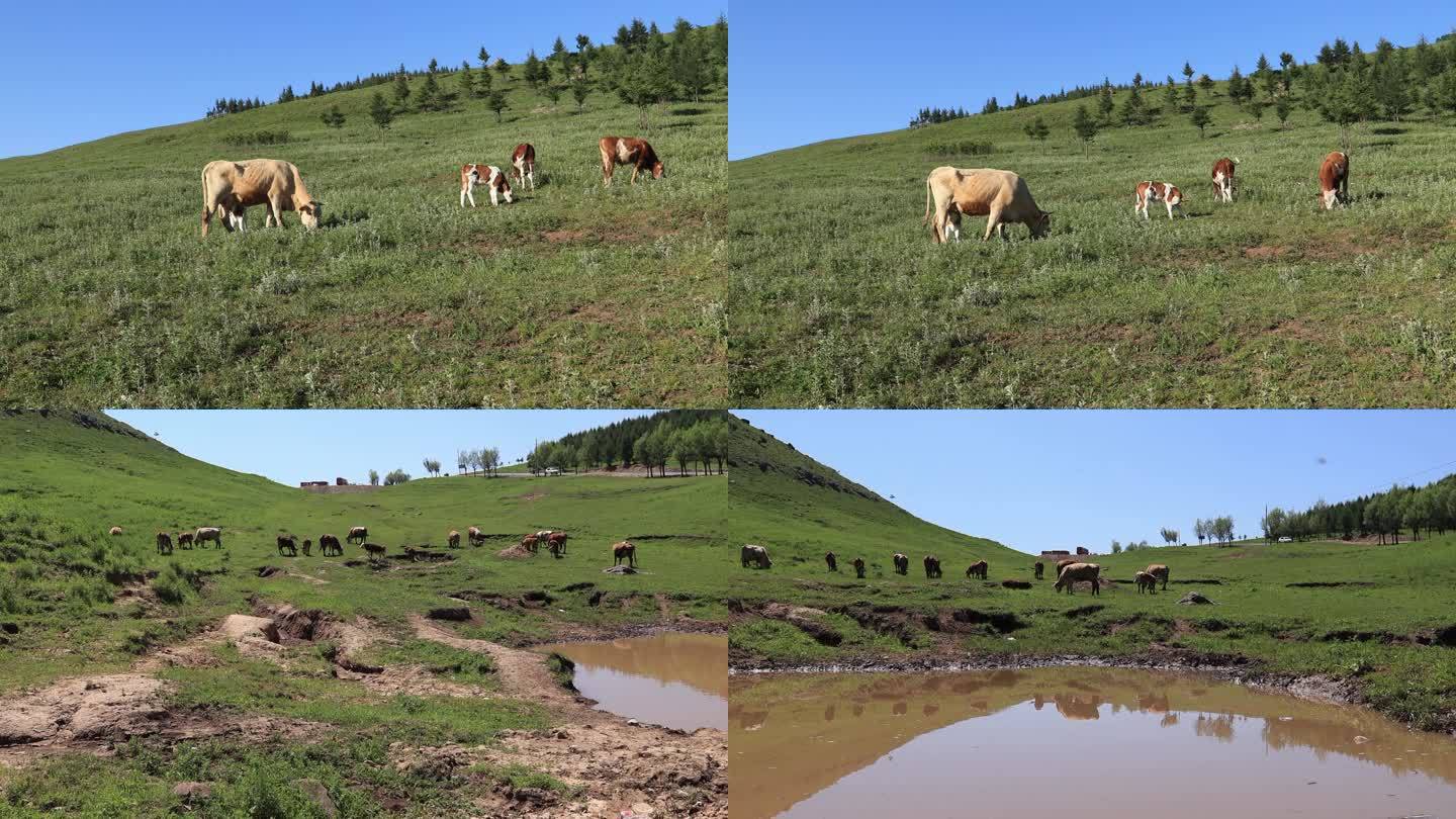 牛4 山坡上吃草 水潭 大牛和小牛 牛犊