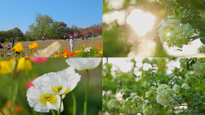 成都植物园春天花卉植物8k