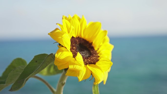 夏天海边的向日葵