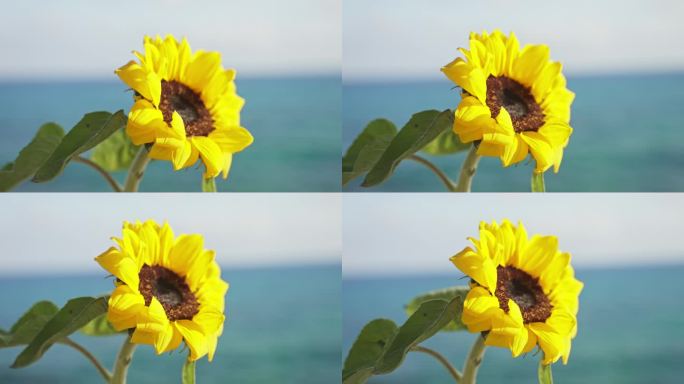 夏天海边的向日葵