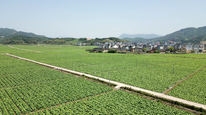 烟叶 烟田 烟叶种植