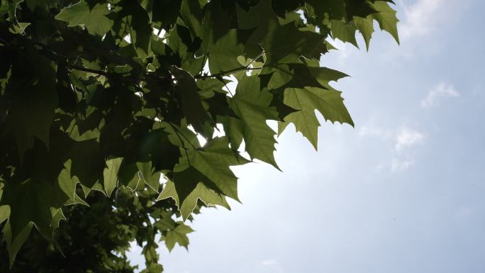 阳光下的梧桐树