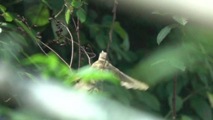 小鸟从密林深处直立使劲扇动翅膀起飞