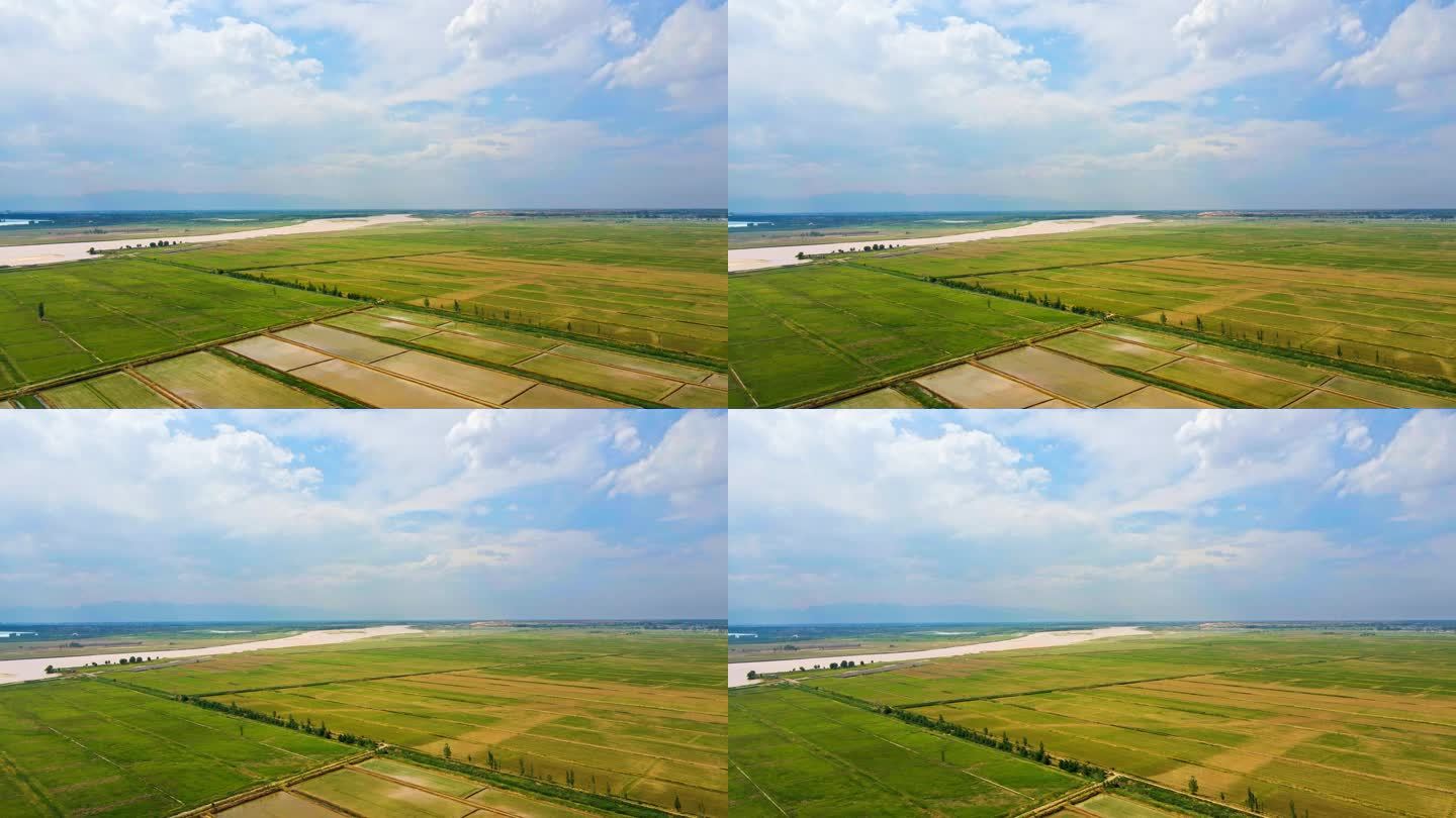 黄河河滩生态稻田